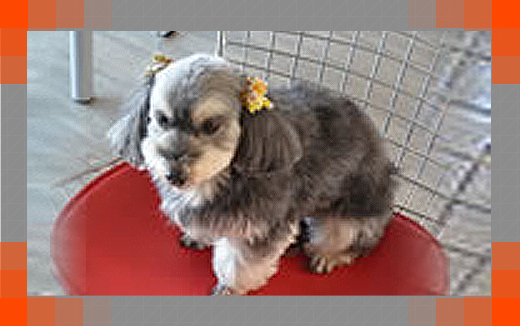 看板犬モコちゃん写真